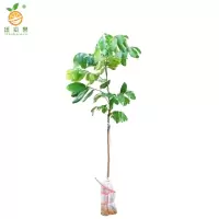 廷豪果 龙眼树 绿植 高1.5-2.5m /棵