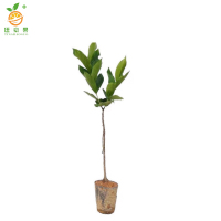 廷豪果 莲雾 绿植 高1-1.5m /棵