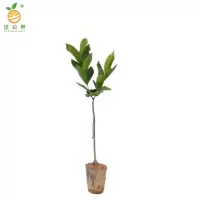 廷豪果 莲雾 绿植 高1-1.5m /棵