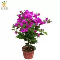 廷豪果 三角梅盆栽 80cm高 /棵