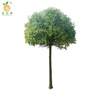 廷豪果 胶东卫矛 高1.2m 棵