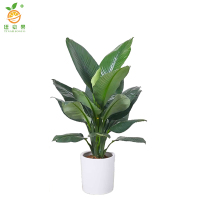 廷豪果 绿巨人 1米 /棵