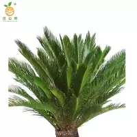 廷豪果 大铁树 1.6米 /盆