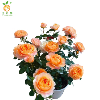 廷豪果 月季盆栽 高30cm /棵