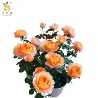 廷豪果 月季盆栽 高30cm /棵