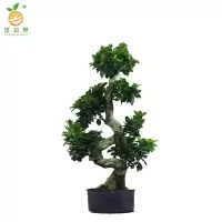 廷豪果 六层榕盆栽 1.5米高 /棵