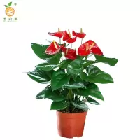 廷豪果 红掌盆栽 5株 /盆