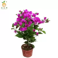 廷豪果 三角梅盆栽 冠幅80cm /株