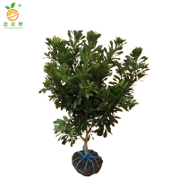 廷豪果 杨梅树 高1.5-2m /棵