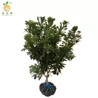 廷豪果 杨梅树 高1.5-2m /棵