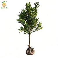 廷豪果 脐橙果树苗 高140-160cm 棵