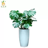 廷豪果 龟背竹 1.3米高 /棵