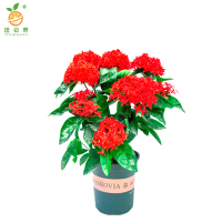 廷豪果 龙船花盆栽 40cm高 /盆