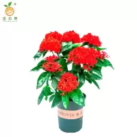 廷豪果 龙船花盆栽 40cm高 /盆