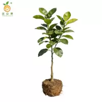 廷豪果 柚子树苗-高80-100cm 棵