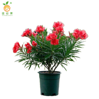 廷豪果 红花夹竹桃盆栽 100cm高 /盆