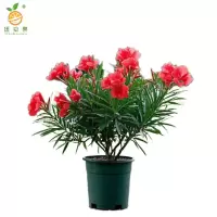 廷豪果 红花夹竹桃盆栽 100cm高 /盆