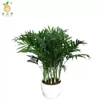 廷豪果 金山棕竹 1.8-2米高 /棵