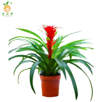 廷豪果 鸿运当头盆栽 60cm高 /盆