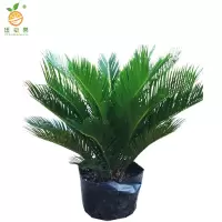 廷豪果 龙血树盆栽 90cm高 /盆