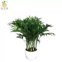 廷豪果 君子兰盆栽 14片 /盆