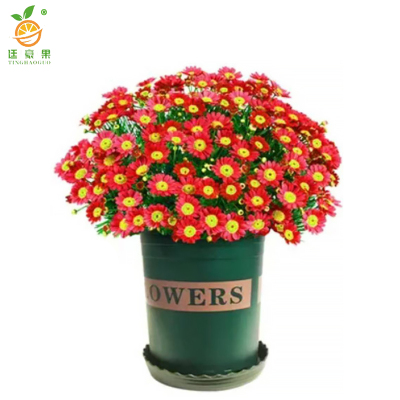 廷豪果 干头菊 高30cm /盆