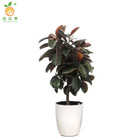 廷豪果 橡皮树盆栽 90cm高 /盆