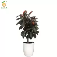 廷豪果 橡皮树盆栽 90cm高 /盆