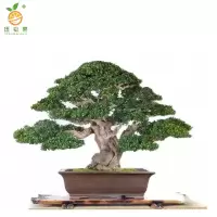 廷豪果 茶树 绿植 2.5m /棵