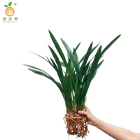 廷豪果 兰花盆栽 高60cm /盆