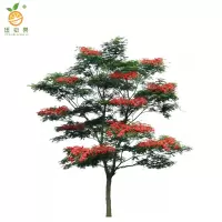 廷豪果 凤凰木 8公分胸径 /棵