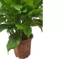 以雅以南 精品万年青50cm/盆