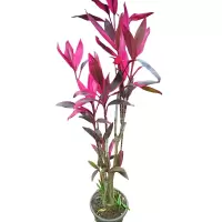以雅以南 精品红铁70cm/盆