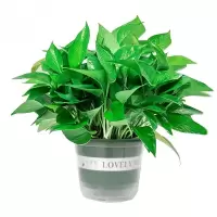 豫众诺 绿植盆栽 绿萝 个