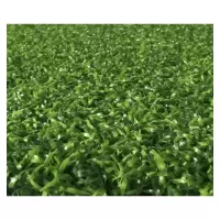 丝芝柔 人造草坪门球场 15mm 平方米