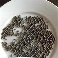 宏炜志腾 铸钢丸 0.8mm 千克