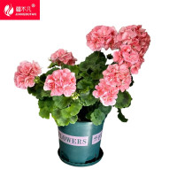 疆不凡 天竺葵粉色 50*80*30cm 个