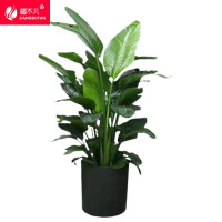 疆不凡 天堂鸟 50*80*30cm 个