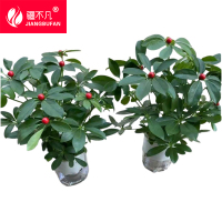 [疆不凡]绿植鸭掌木水培SP-YZMD盆