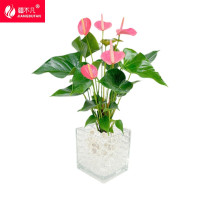 [疆不凡]绿植粉掌水培SP-FZD盆