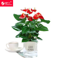 [疆不凡]绿植红掌水培SP-HZD盆