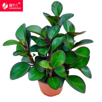 [疆不凡]绿植碧玉水培SP-BYD盆