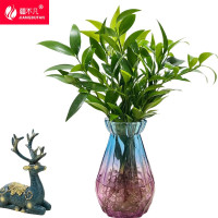 [疆不凡]绿植兴旺竹水培SP-XWZD盆