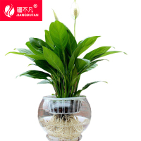 [疆不凡]绿植一帆风顺水培SP-YFFSD盆