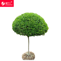 疆不凡 小叶女贞球 JBF-CJTZ91 颗