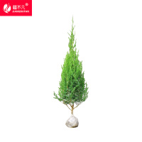 疆不凡 塔柏 JBF-CJTZ93 颗