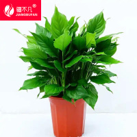 疆不凡精品绿植万年青 JBF-CJTZ154个