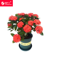 疆不凡 龙船花盆栽 JBF-CJTZ158颗