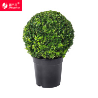 疆不凡冬青球 JBF-CJTZ162颗