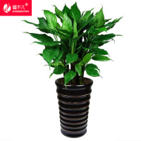 疆不凡万年青 JBF-CJTZ165颗